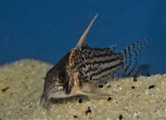 Pantsermeerval Super Schwartzi Highfin (CORYDORAS SP. SUPER SCHWARTZI HIGHFIN L)