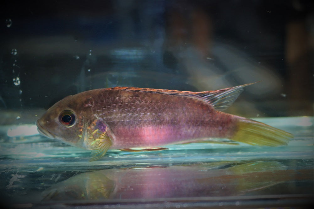 Cichlide Nigrodorsalis (BENITOCHROMIS NIGRODORSALIS NDONGA M)