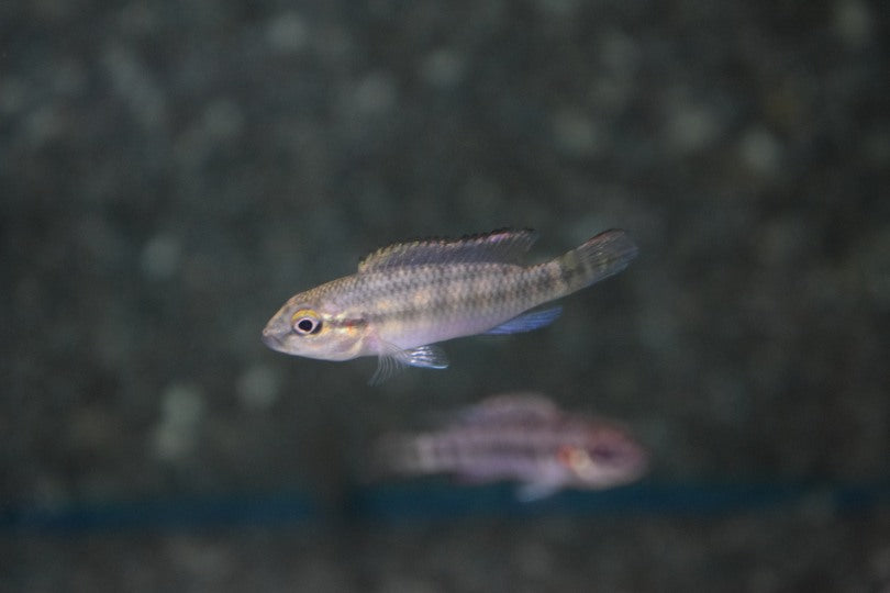 Dwergcichlide Caudifasciatus (PARANANOCHROMIS CAUDIFASCIATUS M)