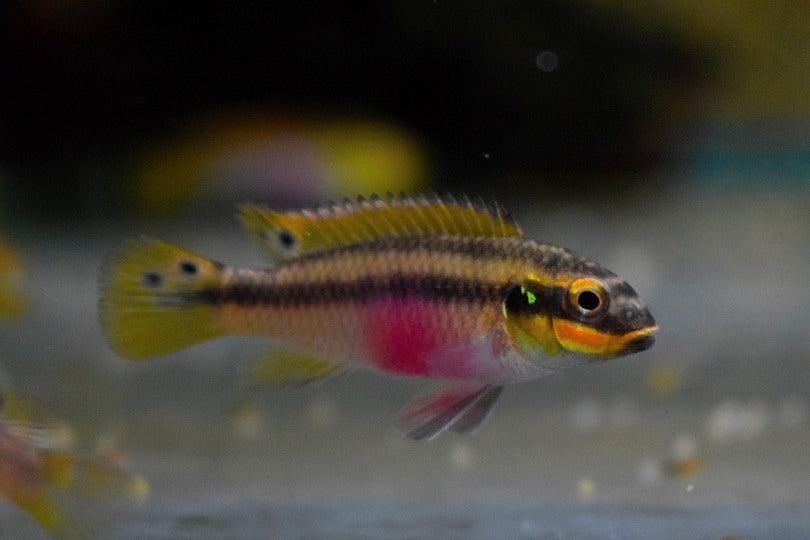 Kersenbuikcichlide Moliwe (PELVICACHROMIS KRIBENSIS MOLIWE M)