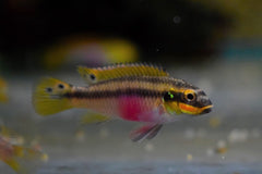 Kersenbuikcichlide Moliwe (PELVICACHROMIS KRIBENSIS MOLIWE M)