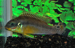Kersenbuikcichlide Drachenfelsi (PELVICACHROMIS DRACHENFELSI WOURI M)