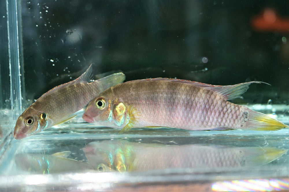Kersenbuikcichlide Tabli (WALLA. RUBROLABIATUS SP. TABLI RIVER L)
