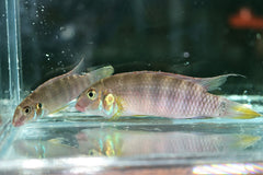 Kersenbuikcichlide Tabli (WALLA. RUBROLABIATUS SP. TABLI RIVER L)