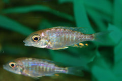 Keizerbaars Kandeense (AULONOCARA KANDEENSE S)