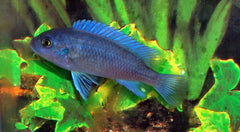 Cobalt Blauwe Malawi Cichlide (MAYLANDIA CALLAINOS S/M)