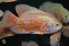 Pauwoogcichlide Albino (ASTRONOTUS OCELLATUS ALBINO L)