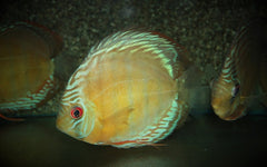 Symphysodon Discus Curidiqui