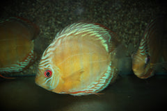 Discus Curidiqui (S. DISCUS CURIDIQUI XL)