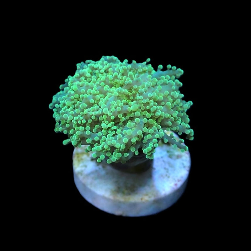 Euphyllia yaeyamaensis (Green) (Premium) (1 hd.)