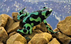 Gouden Gifkikker Groen (DENDROBATES AURATUS GREEN (EU-BRED) L)