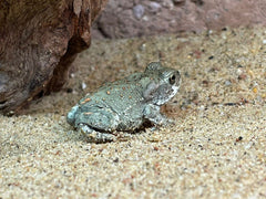 Colorado Pad (BUFO ALVARIUS (EU-BRED) S)