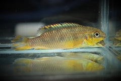 Kersenbuikcichlide Ndonga (PELVICACHROMIS PULCHER NDONGA L)