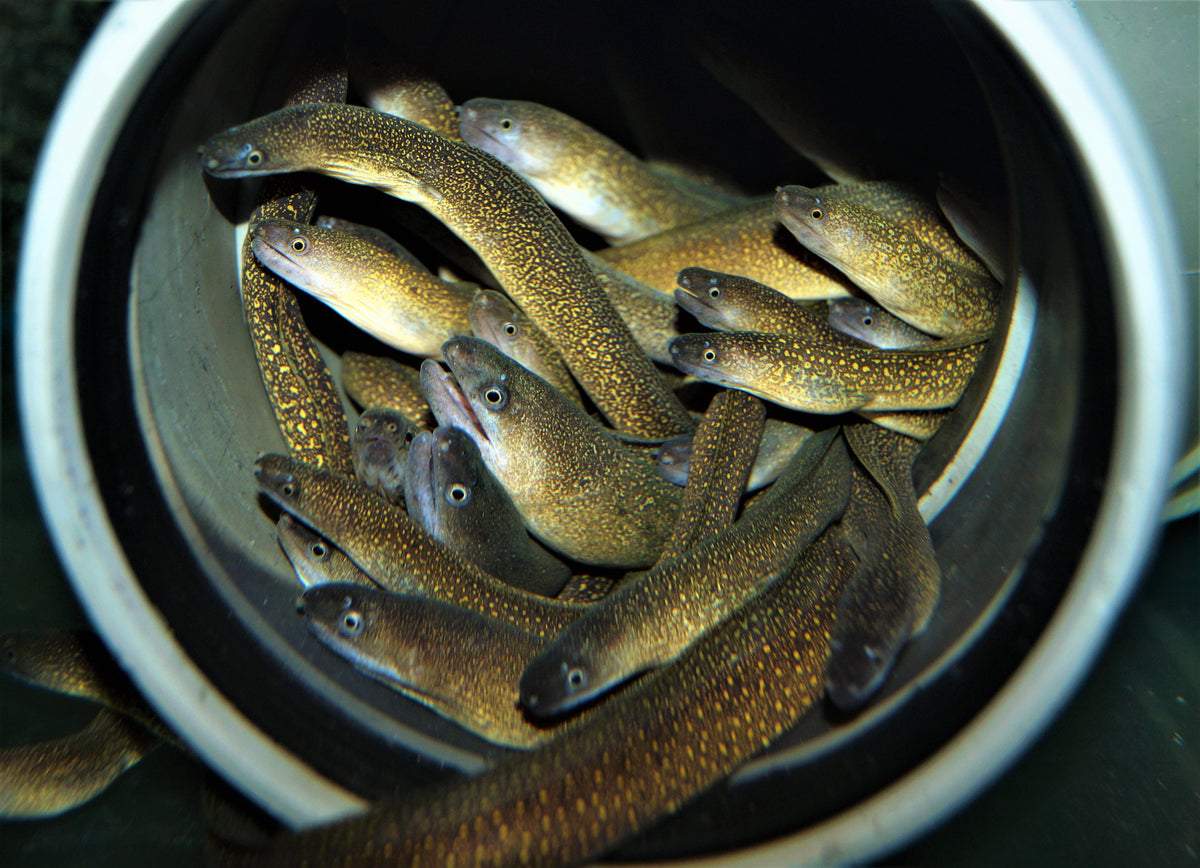 Zoetwater Murene (GYMNOTHORAX TILE L)