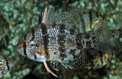 Schijfbaars (ENNEACANTHUS CHAETODON 4/7)