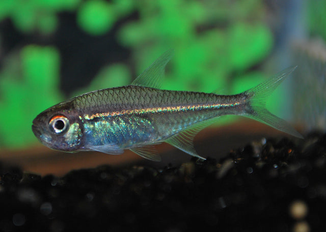 Tetra Goethei (HOPLOCHARAX GOETHEI M)
