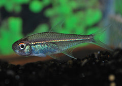 Tetra Goethei (HOPLOCHARAX GOETHEI M)