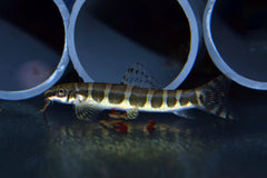 Modderkruiper Serpenticobitis Octozona (SERPENTICOBITIS OCTOZONA M)