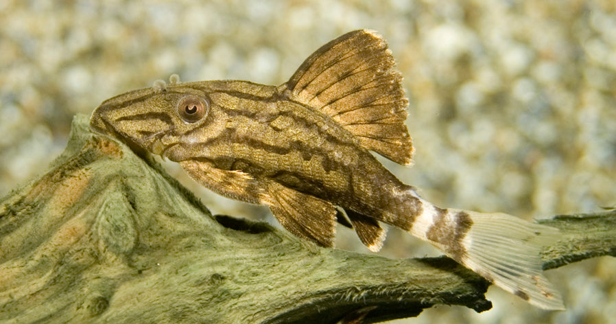 L190 Royal Pleco (L190 PANAQUE NIGROLINEATUS S)