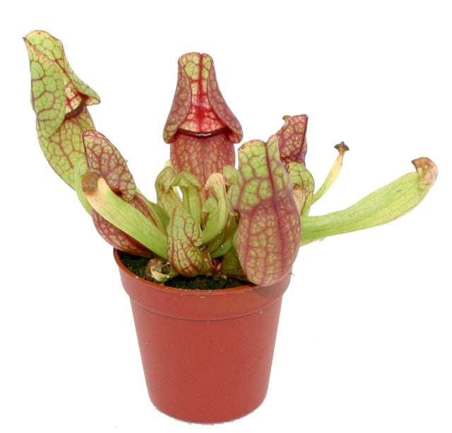 Sarracenia Mix - Pt (Sarracenia mix - PT)