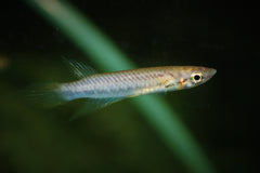 Killivis  Kindia (EPIPLATYS SP. KINDIA M)