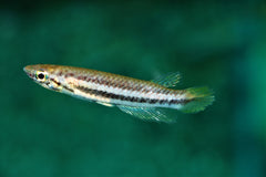 Killivis Bifasciatus (EPIPLATYS BIFASCIATUS M)