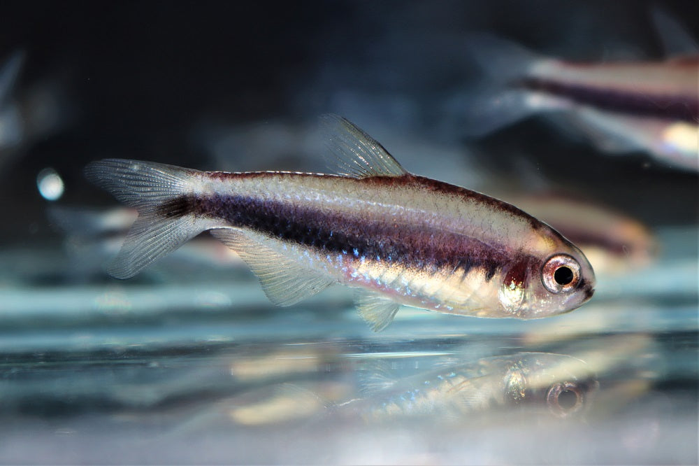 Nambiquara Zalm (HASEMANIA NAMBIQUARA M)