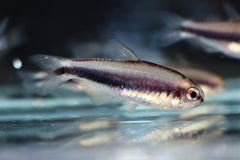 Nambiquara Zalm (HASEMANIA NAMBIQUARA M)