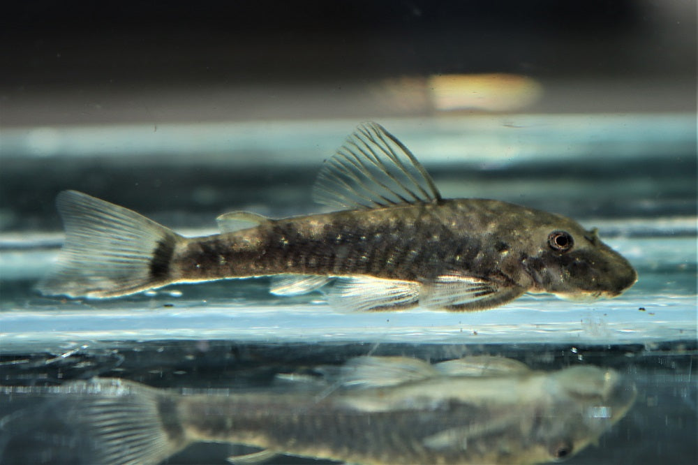 Dwarf Pleco Cearensis (PAROTOCINCLUS CEARENSIS L) Heevis
