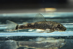 Dwarf Pleco Cearensis (PAROTOCINCLUS CEARENSIS L)