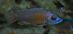 Malawi Cichlide Kadango Red (COPADICHROMIS BORLEYI KADANGO RED S)