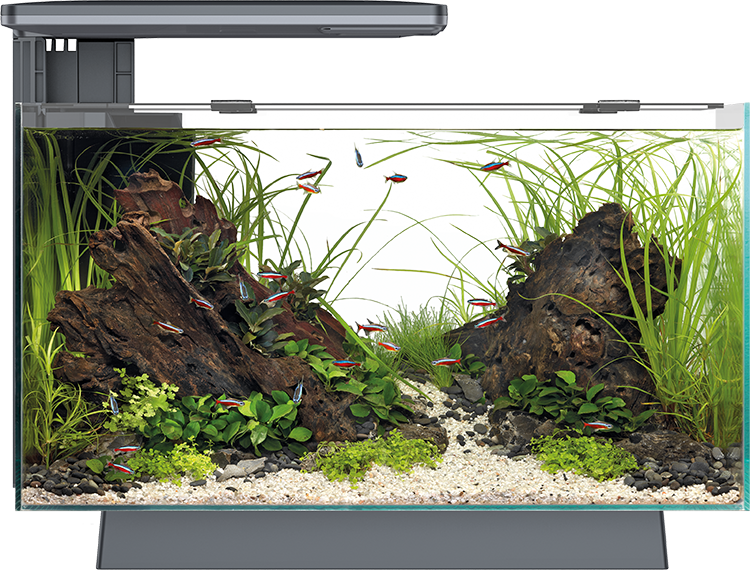 Superfish Quadro Pro