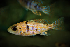 Keizerbaars Rood Neon (AULONOCARA SP. RED NEON S)