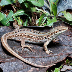 Podarcis siculus Wall Lizard Red Belly