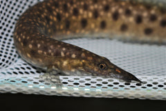 Stekelaal Alboguttatus (MASTACEMBELUS ALBOGUTTATUS M)