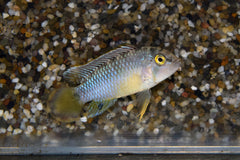 Panda Dwergcichlide (APISTOGRAMMA NIJSSENI M)