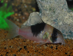 Pantsermeerval Cw049 (CORYDORAS SP. CW049 L)