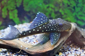 L128 Blue Phantom Pleco (L128 HEMIANCISTRUS SP. S)