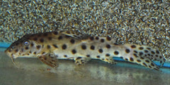 Baardmeerval Longirostris (SYNODONTIS LONGIROSTRIS  L)