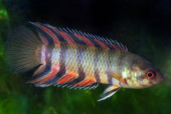 Prachtklimbaars (MICROCTENOPOMA ANSORGII S/M)