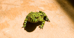 Chinese Vuurbuikpad (BOMBINA ORIENTALIS S)
