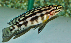 Tanganyika Schaakbordcichlide (JULIDOCHROMIS MARLIERI S)