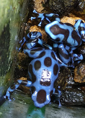 Gouden Gifkikker Blauw (DENDROBATES AURATUS BLUE (EU-BRED) L)