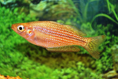 Regenboogvis Rubrostriata (MELANOTAENIA RUBROSTRIATA L)