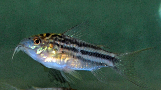 Pantsermeerval Nanus (CORYDORAS NANUS M)