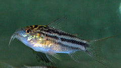 Pantsermeerval Nanus (CORYDORAS NANUS M)
