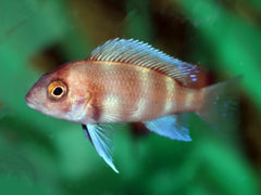 Tanganyika Bultkop Rood (CYPHOTILAPIA FRONTOSA RED S/M)