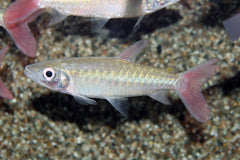 Glanszalm (CHALCEUS MACROLEPIDOTUS M)