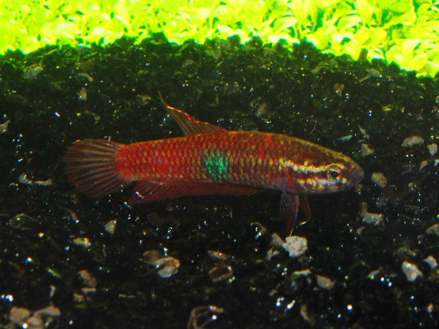 Betta Brownorum (BETTA BROWNORUM S)