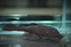 L034 Medusa Pleco (L034 ANCISTRUS RANUNCULUS  M)